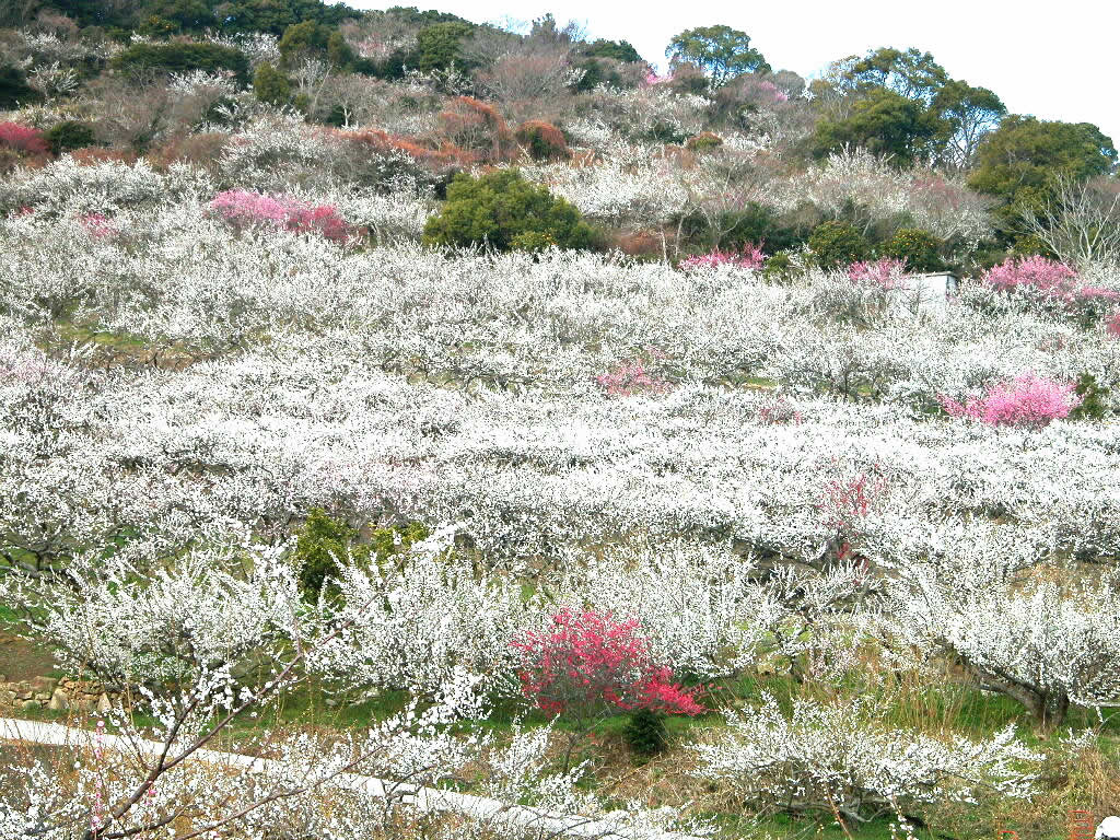香雪海 香雪海