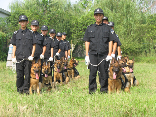 苏州犬防服务 苏州犬防服务